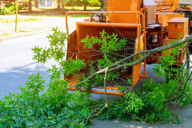 How Our Tree Care Process Works  in  Great River, NY