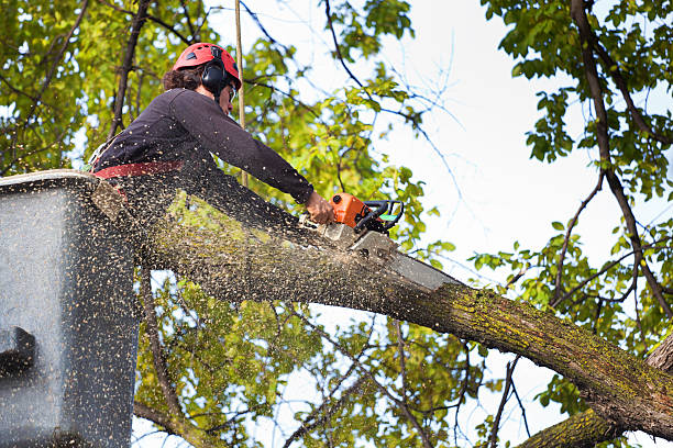 Leaf Removal in Great River, NY